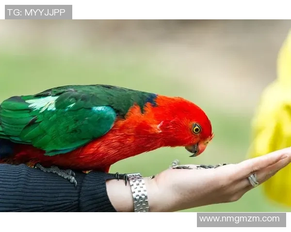 金士顿城与墨尔本鲨鱼的激烈对决揭示了篮球赛场的无限魅力与竞争精神