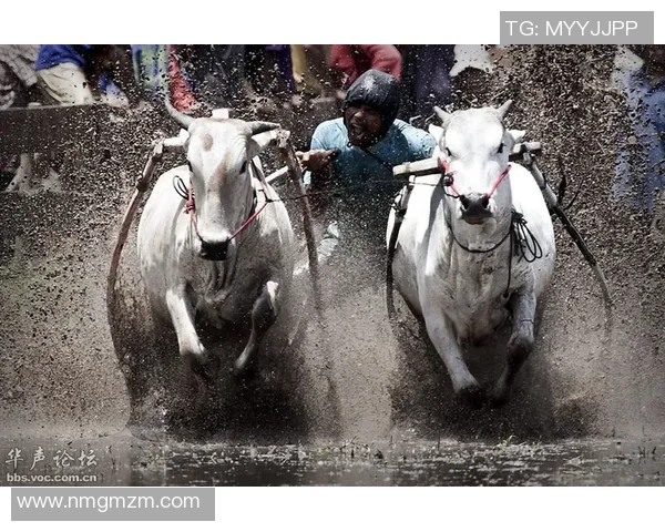 印尼军队与塞曼巴东的较量揭示东南亚安全局势新动态